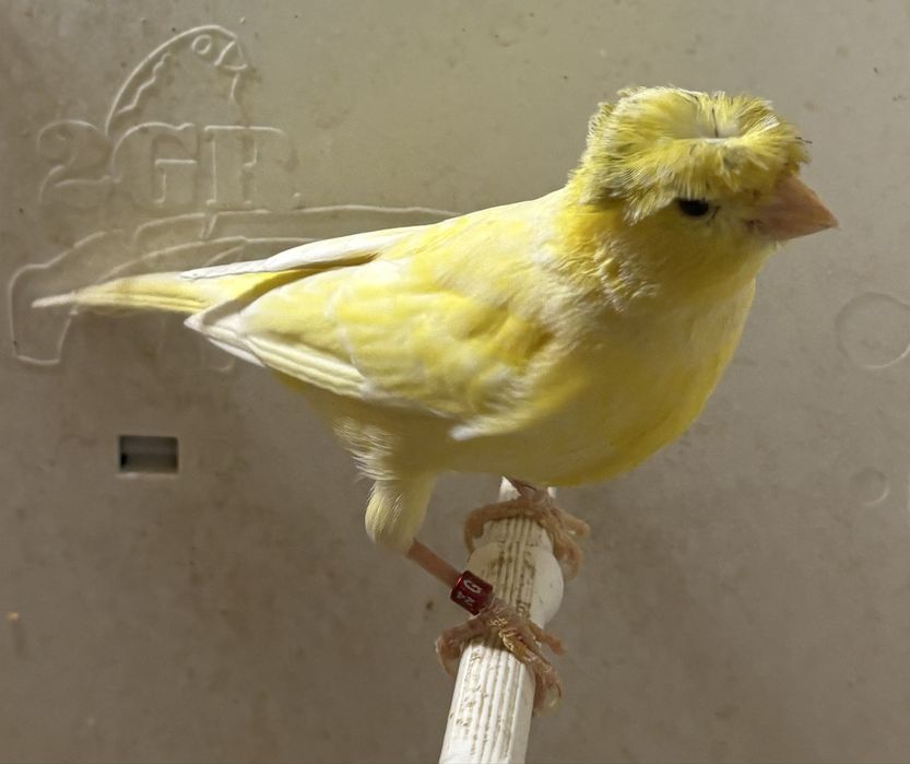 Kanarek zółty, samiec 2024r na obrączce stałej.