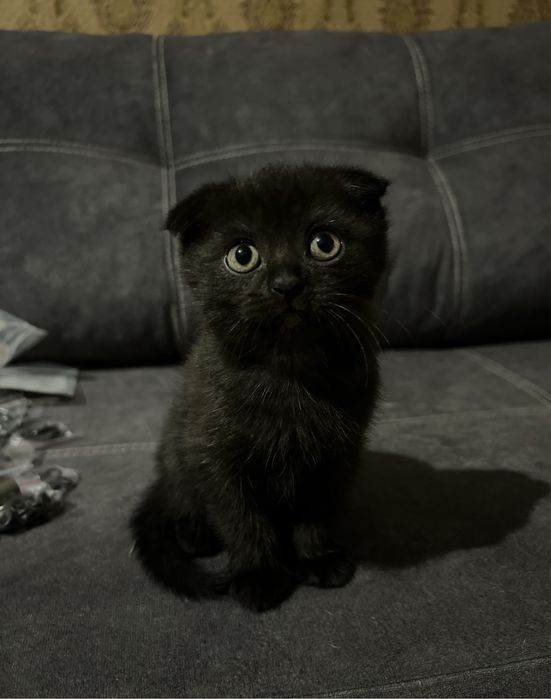 Шотландские блю поинт. Настоящие! ВИСЛОУХИЕ