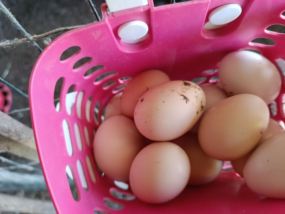 Ovos de galinha caseiros