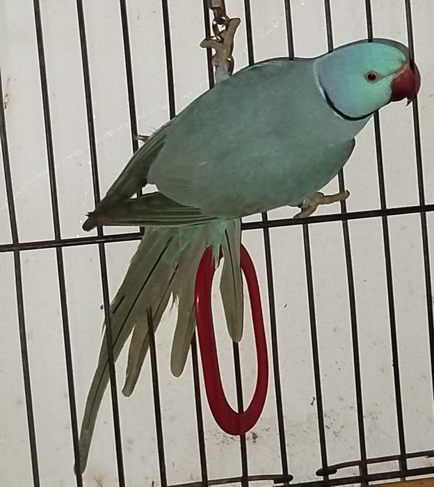 Ring necks Macho
