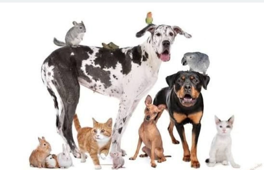 Перетримка тварин