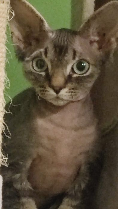 Devon rex Dewonkowe szczescia