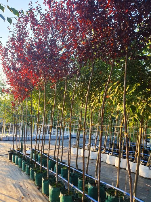 Drzewa alejowe klon lipa brzoza głóg robinia platan śliwa wiśnia