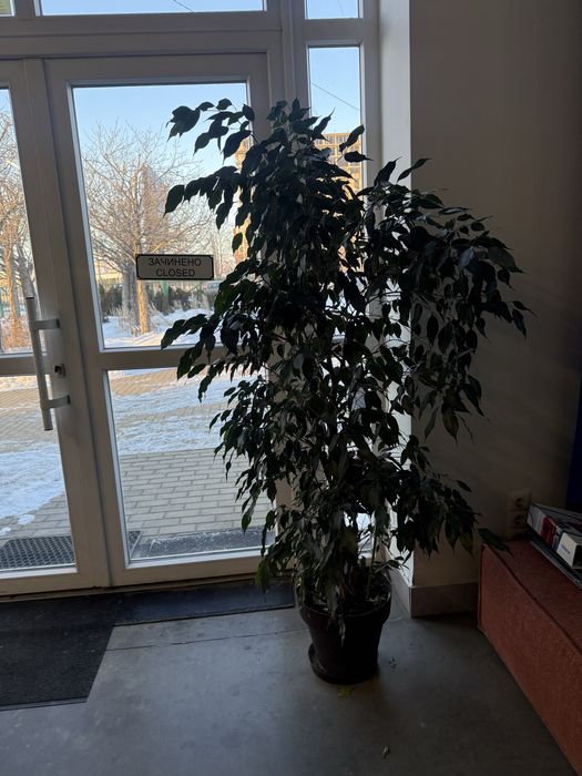 Вазон фікус висота 175 см