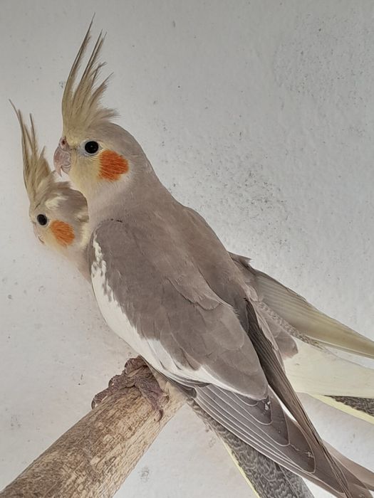 Rosicoles e  caturras