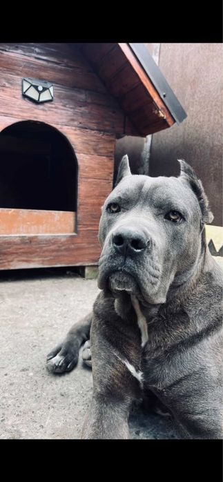 Кобель на вязку Кане Корсо