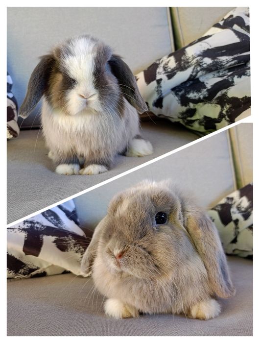 Królik miniaturka minilop mini lop