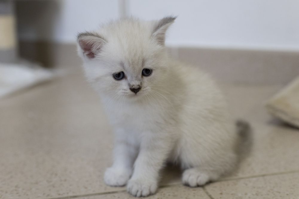 Gatinho scottish Straight