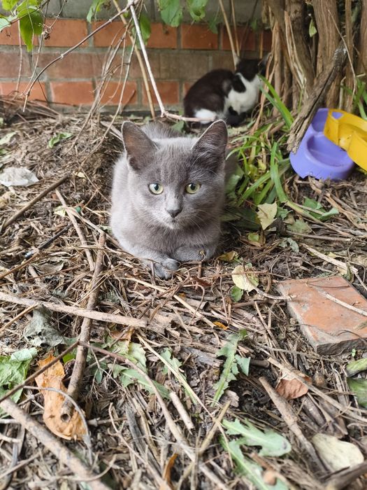 Котик шукає домівку