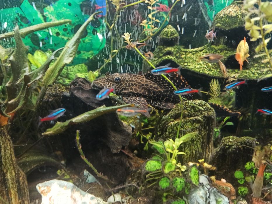 Rybki mini zoo glonojad
