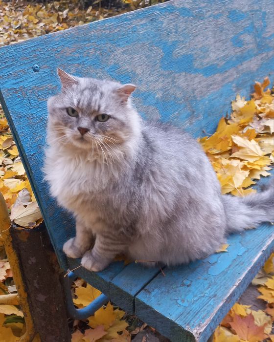 Жоржик шукає родину