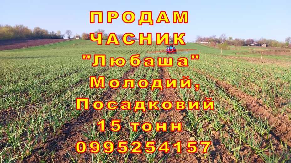 Опт та Роздріб. Продам ЧАСНИК є 15 тонн ЛЮБАША Посадковий Матеріал Сухий Озимий Оптом Чеснок Молодой Посадочный 1 перша репродукція на посадку.