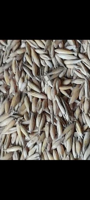 Owies  ""BINGO ""   zbiory 2025