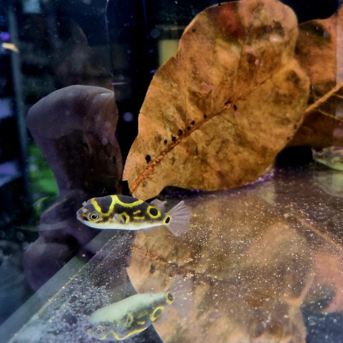 Kolcobrzuch dwuplamy/ Kolcobrzuch z ósemką (Tetraodon biocellatus)