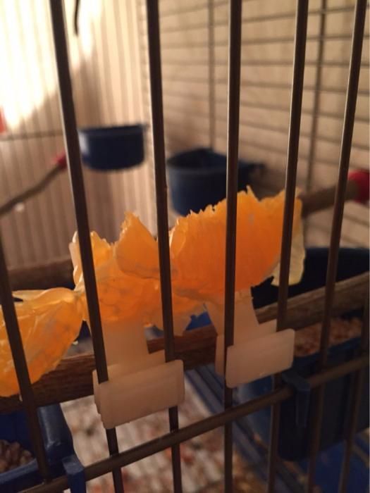 Garfo para fruta, legumes ou vegetais, encaixe para gaiolas, pássaros64552490916482124