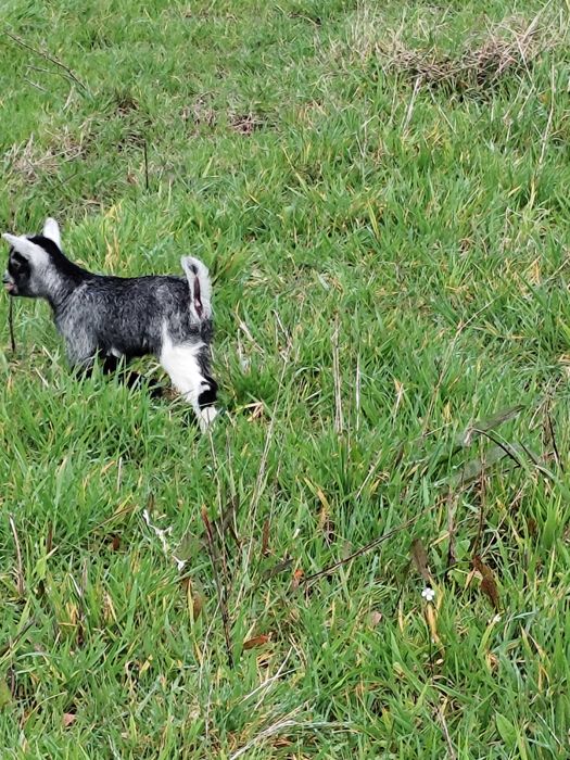 Vendo casal de cabras anãs nascidas a 08Fev