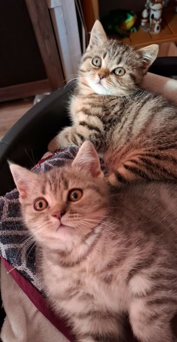Шотландські кошенята