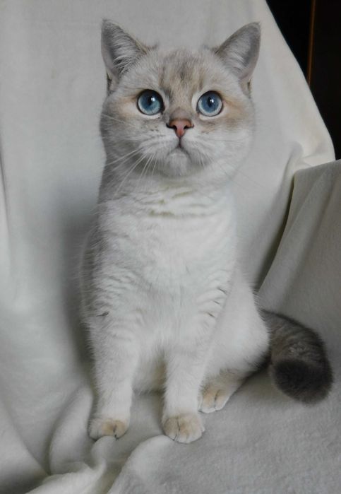 скоттіш страйт дівчинка колор поінт