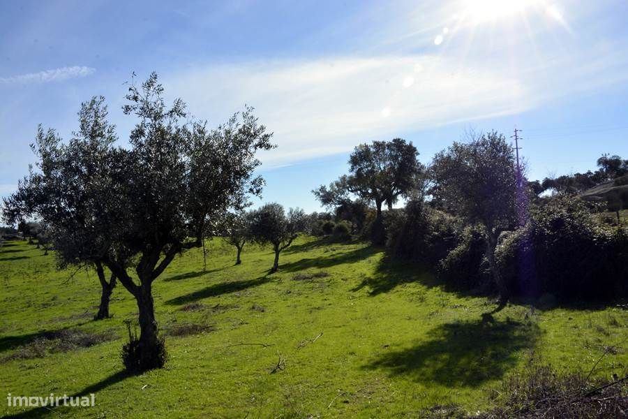 Herdade do Monte da Pedra.