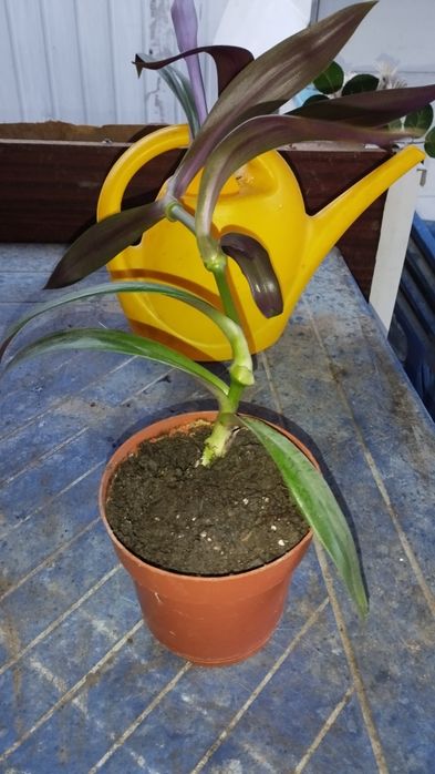 Традесканция Рео разноцветная