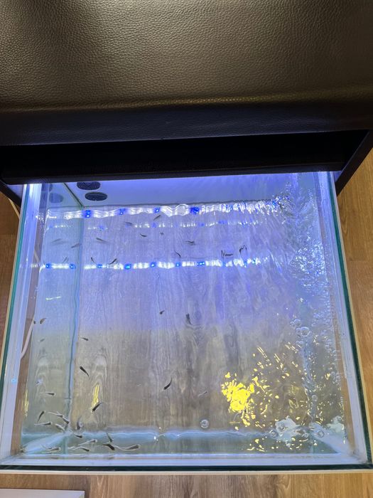 Aquário com banco e peixes medicinais