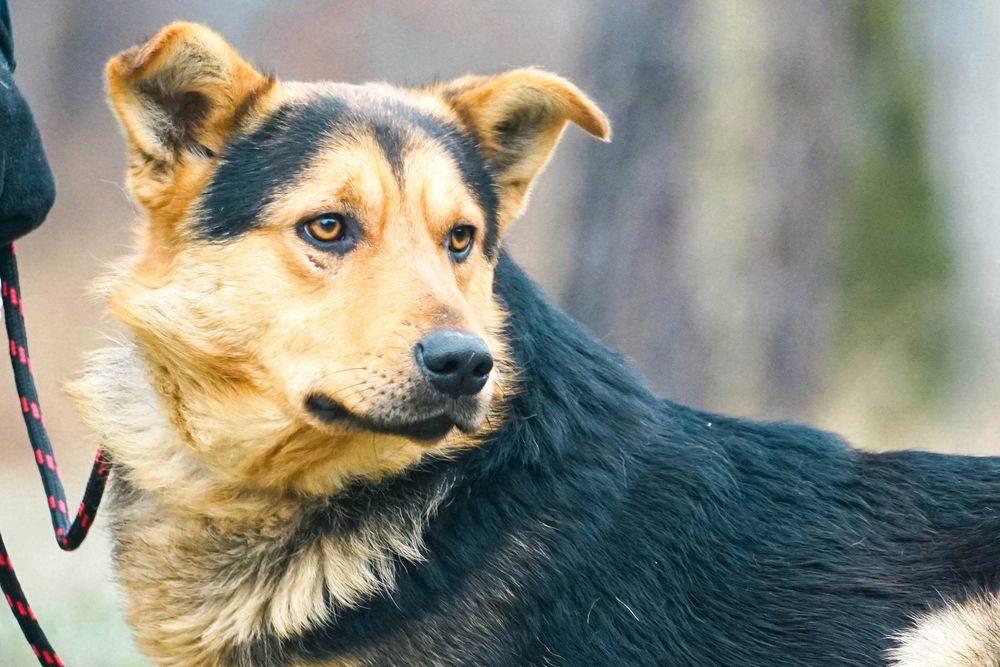 FIORD - psiak w typie owczarka niemieckiego