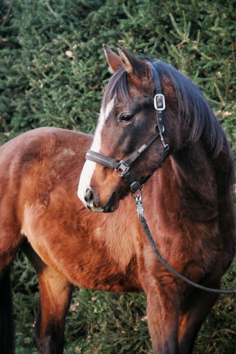 Mloda klacz 3,5 roku