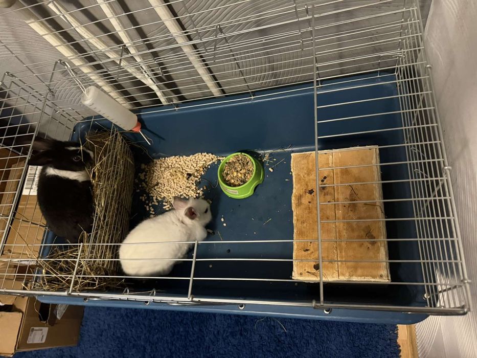 Декоративні кролики