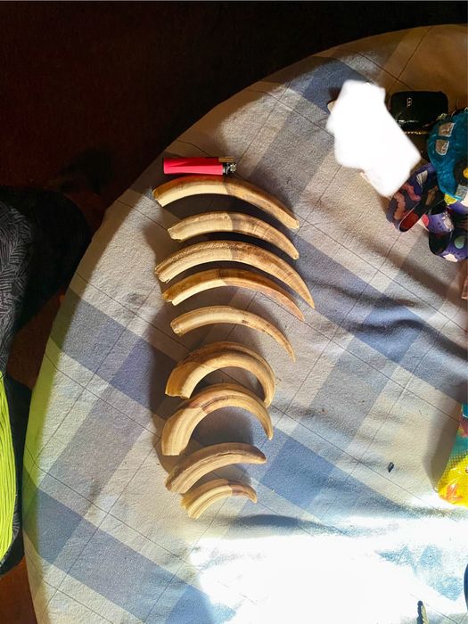 Dentes/presas/javali