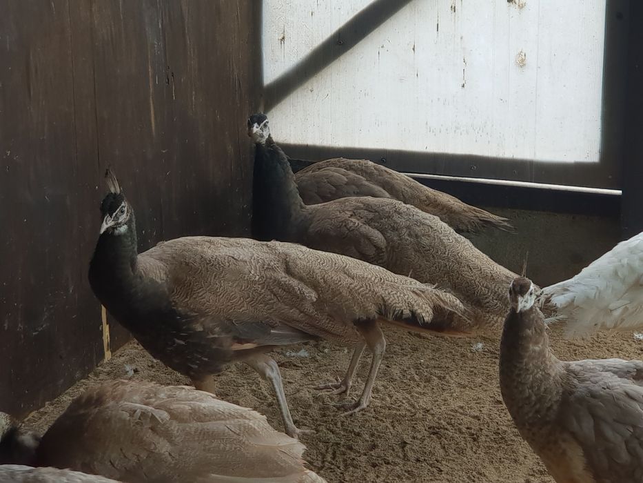 Samiec paw bufor bronz 2025