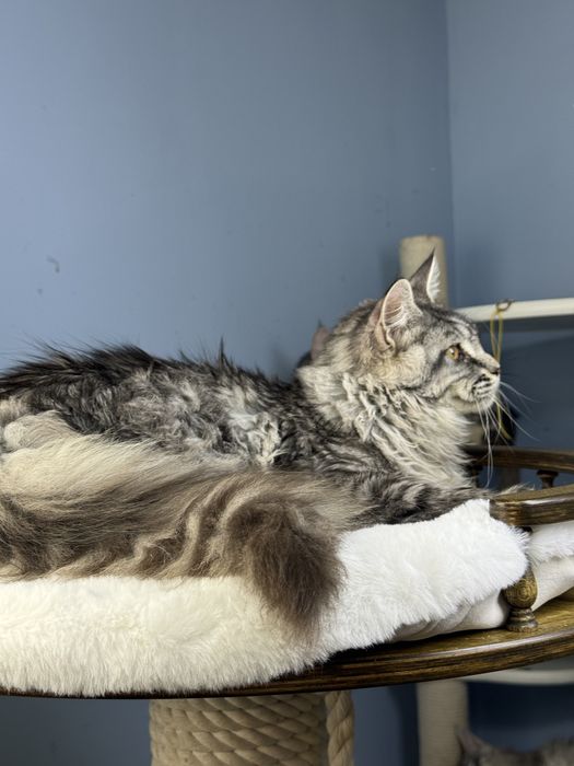 Крупная и меховая девочка мейн кун  месяца серебро