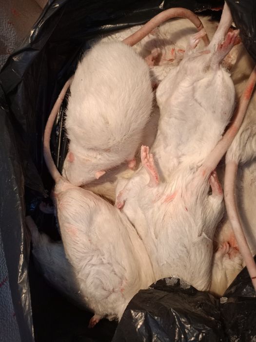 Szczury mrożone 400-500g