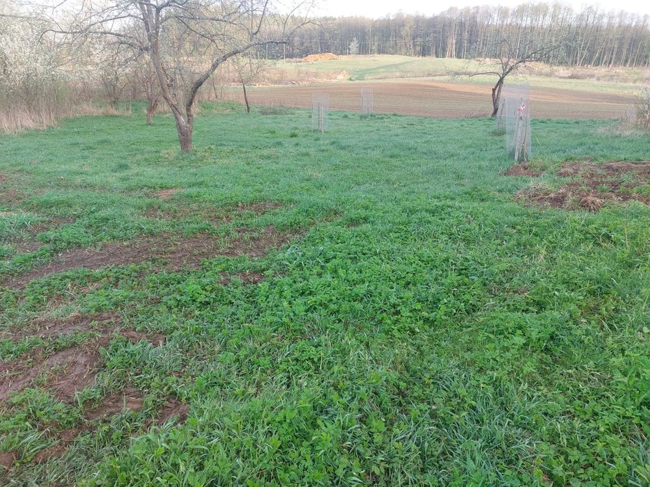 Koszenie usługa glebogryzarką separacyjną, sianie wałowanie.