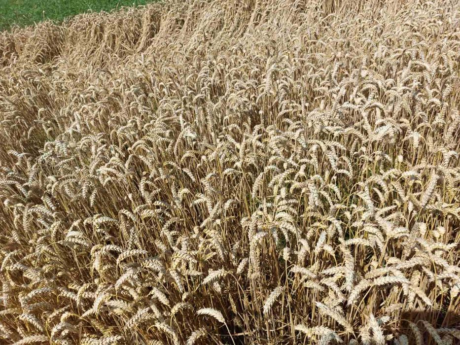 Продам  озиму пшеницю та озимий ячмінь