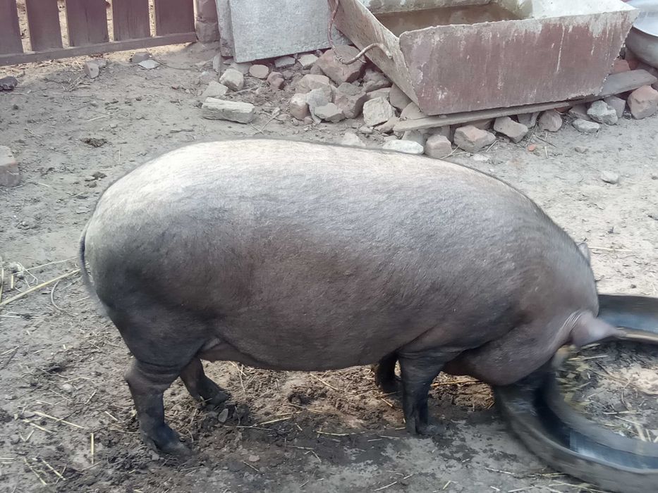 Вьетнамские свинки+свинина