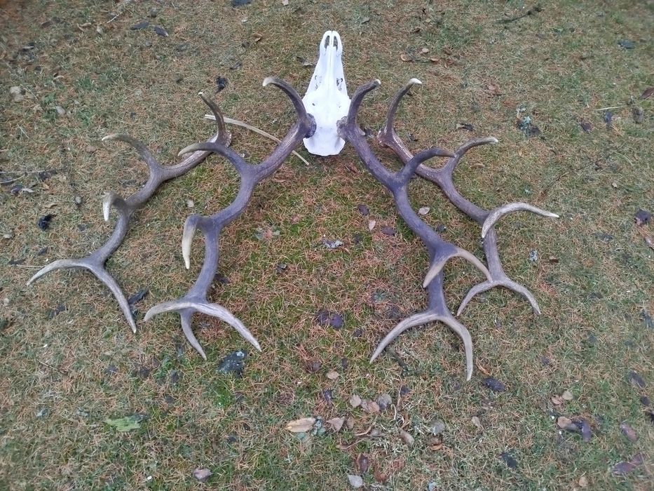 Poroże,Wieniec jelenie myłkus+ para