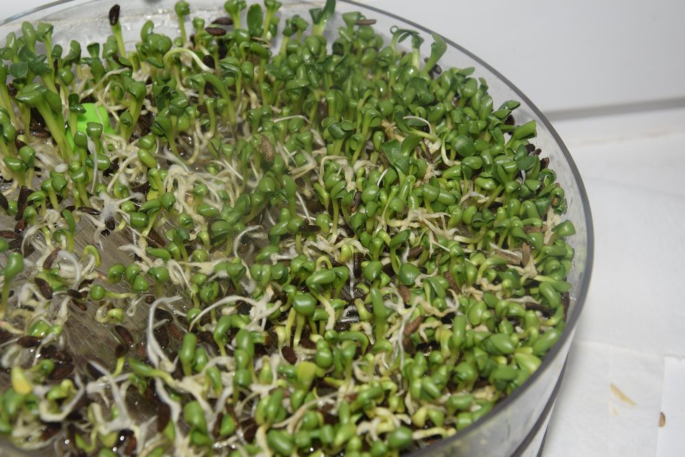 Łopian większy nasiona 2025