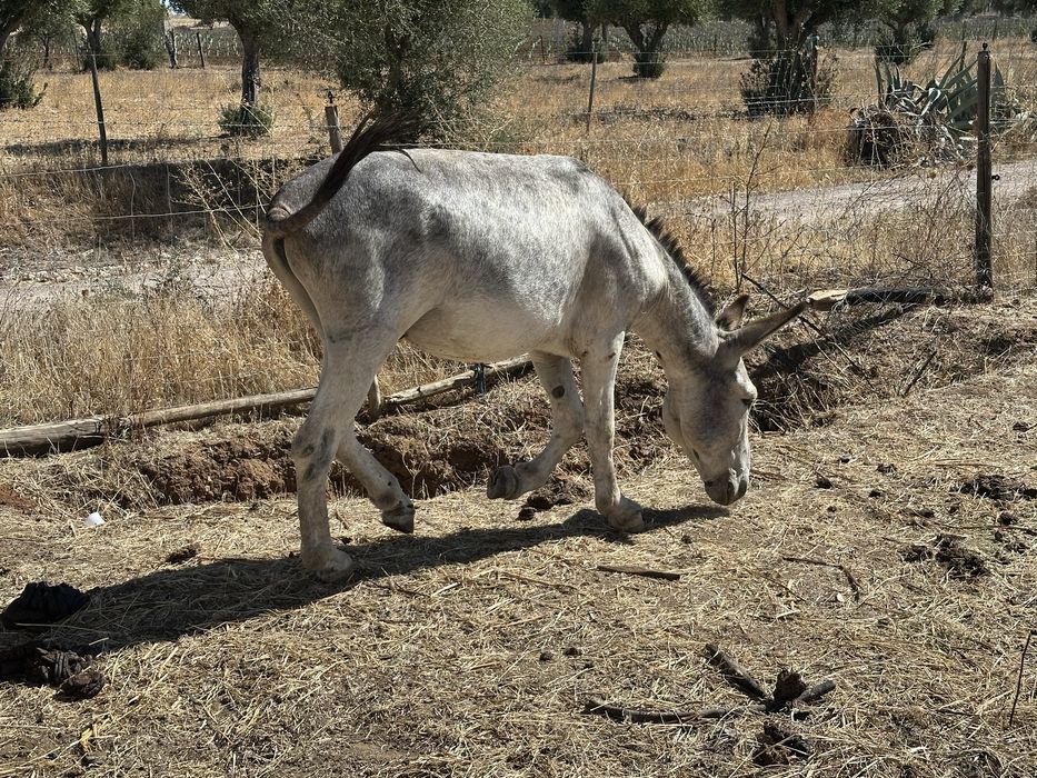 Burro pequeno Montada e Engatado