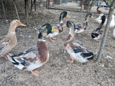 Sprzedam kaczki staropolskie