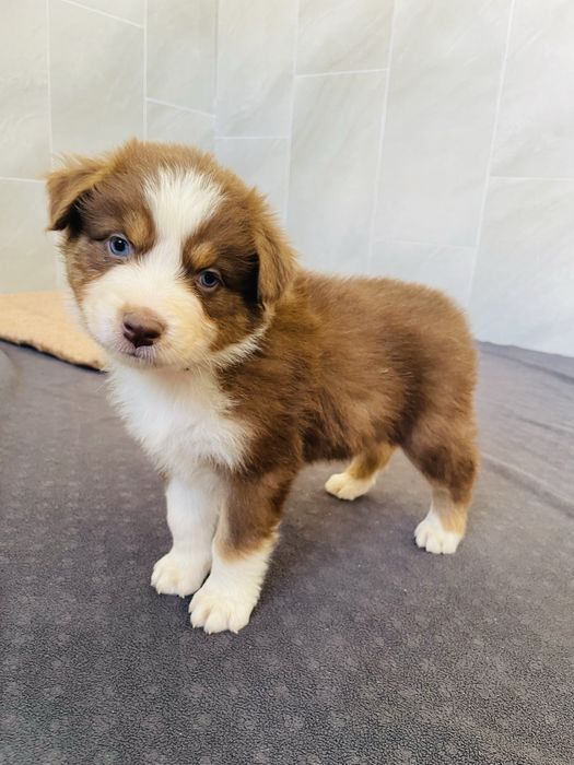 Pastor australiano com olhos azuis