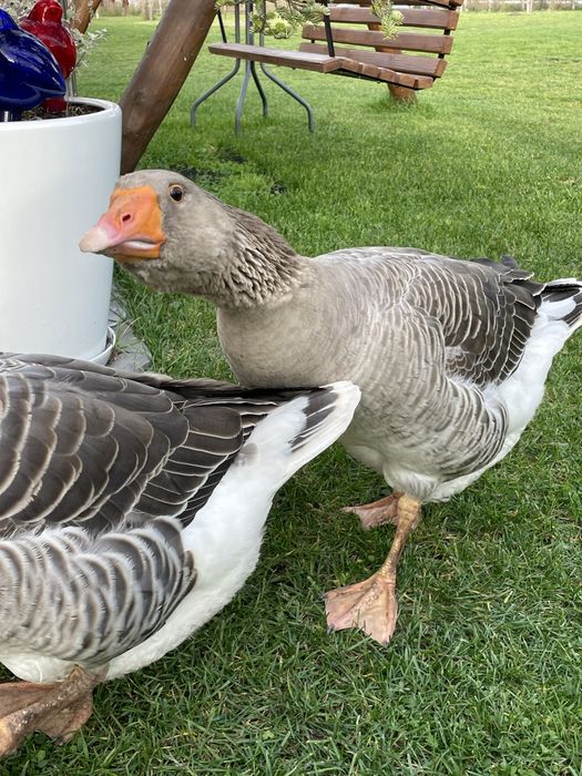 Gęsi landes parka i kołudzka