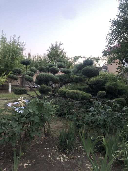 Бонсай (нівакі) з ялівця на 36 шляп