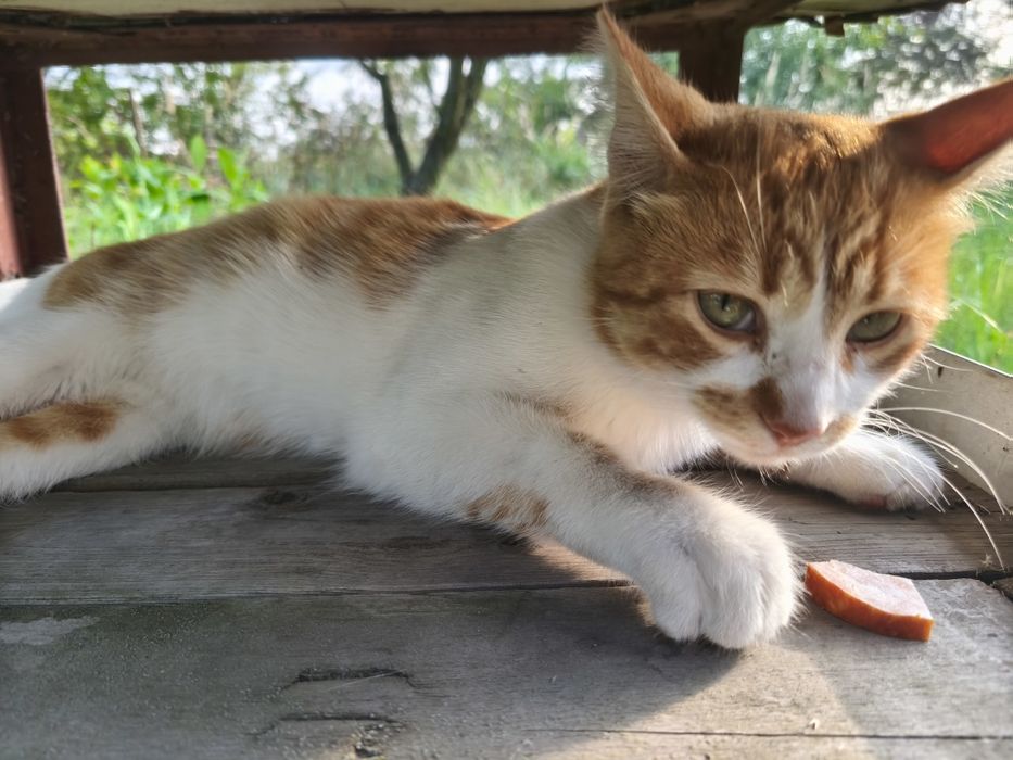 Котик молодий до року