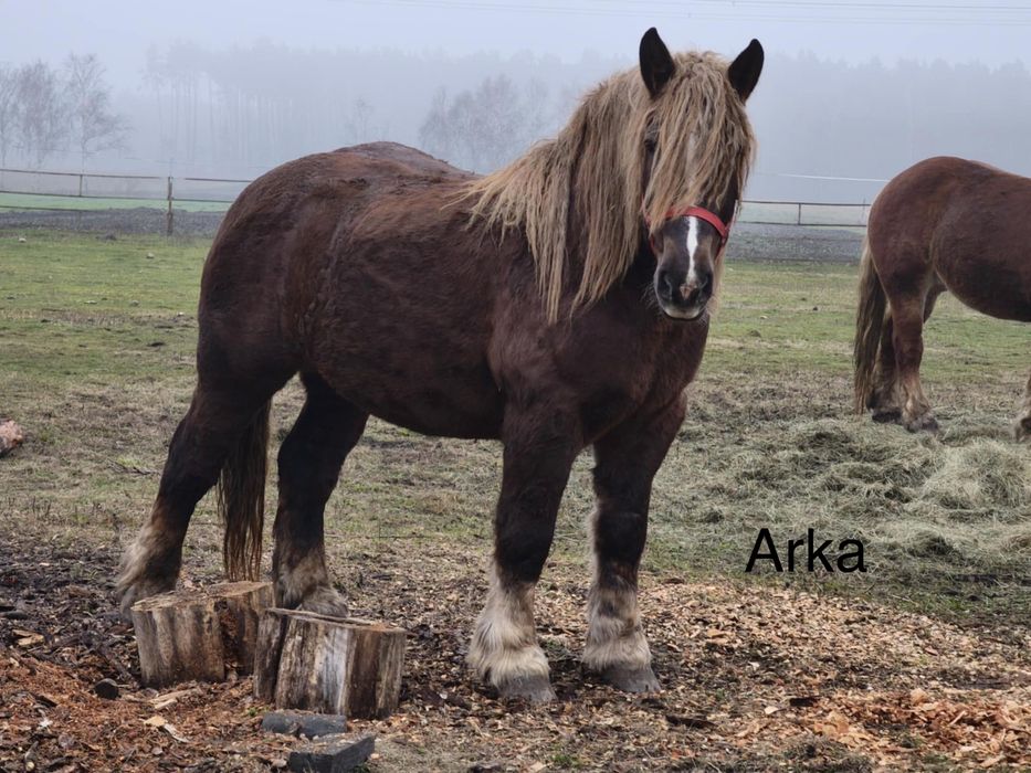 Polski Koń Zimnokwisty Sztum