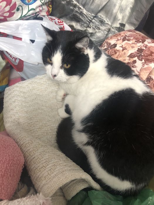 Kicia czeka na swój wymarzony dom