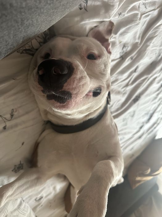 Młody amstaff szuka rodziny