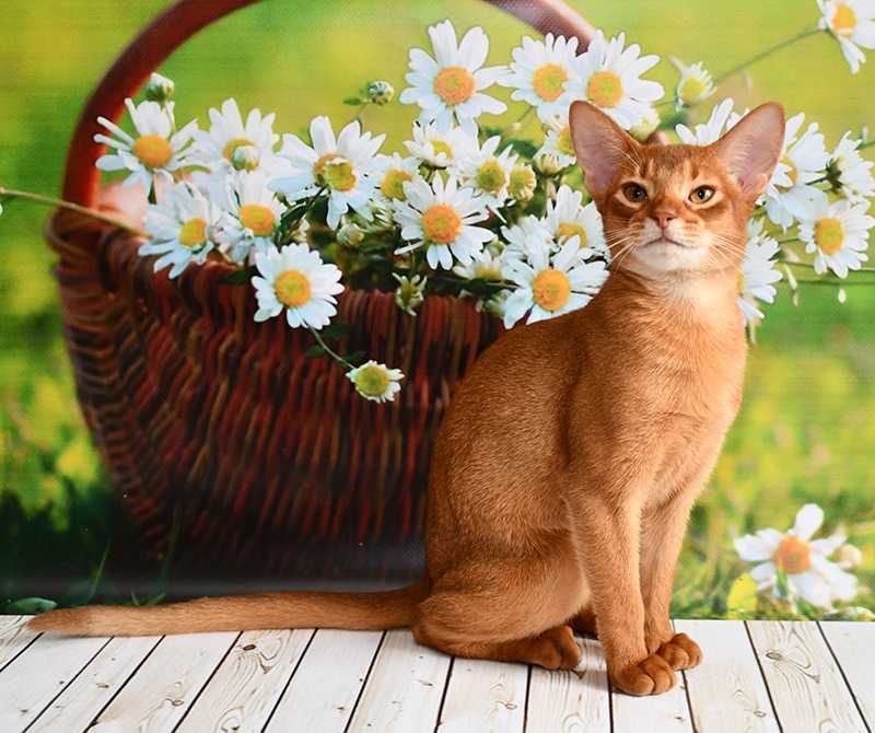 милое-милое создание