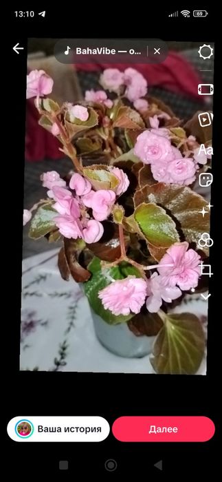 Продам цветущую бегонию!