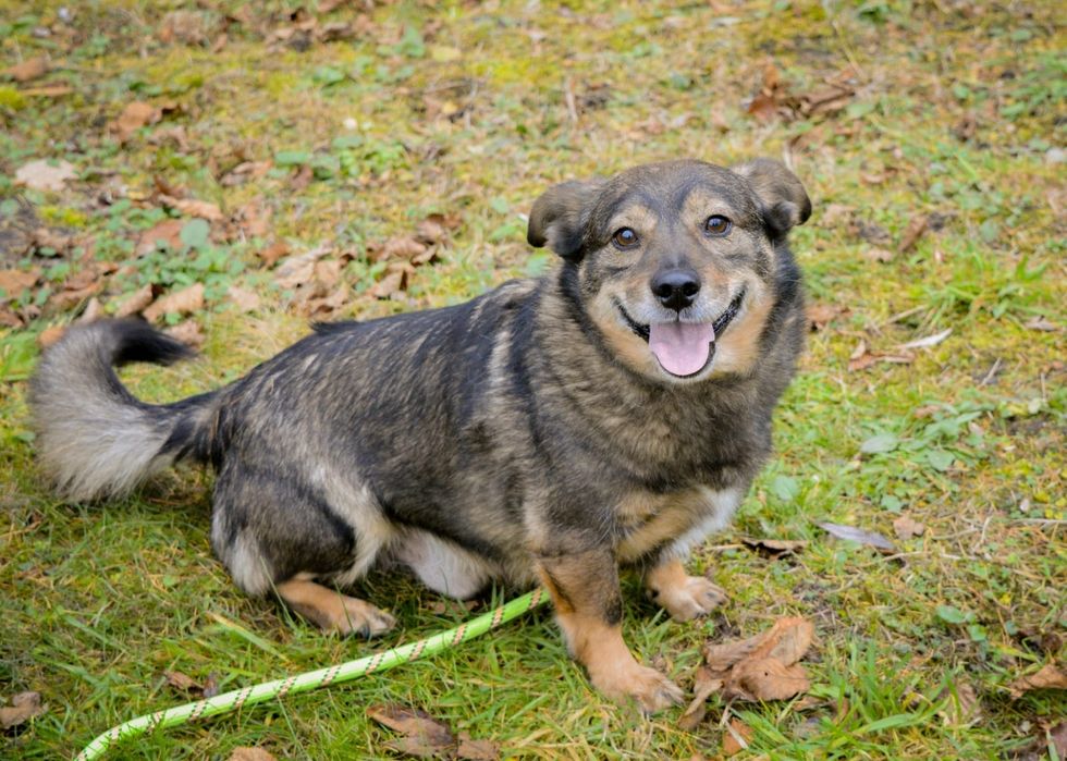 Mały przytulaśny psiak szuka domu