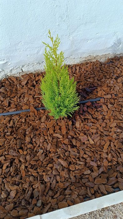 Serviços Jardinagem&Paisagismo